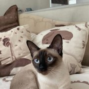 Фрилансер, перевод текстов и создание карточек для маркетпле - фото